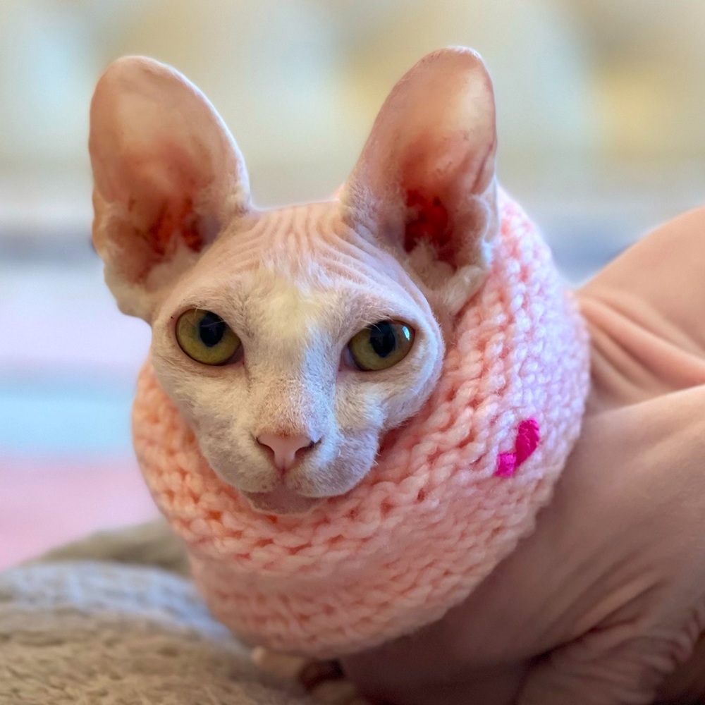 NEW - Handmade Ombré | Calming Scarf | Cowl Scarf | Circle Scarf for Sphynx Cat - Picture 5 of 8
